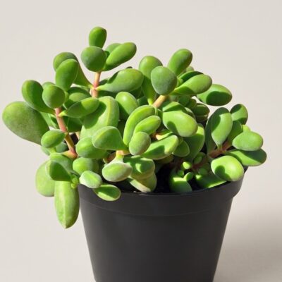 COTYLEDON TOMENTOSA 15CM POT