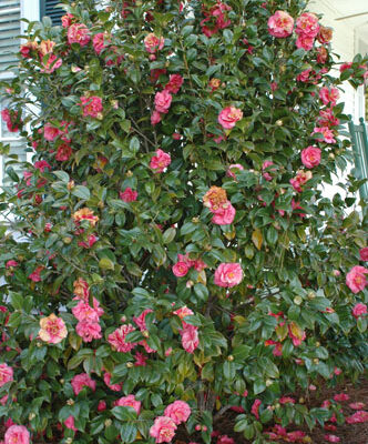 CAMELLIA SASANQUA STANDARD 1OLT