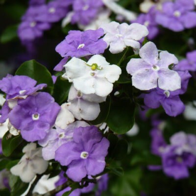 BRUNFELSIA FLORIBUNDA STANDARD 20LT