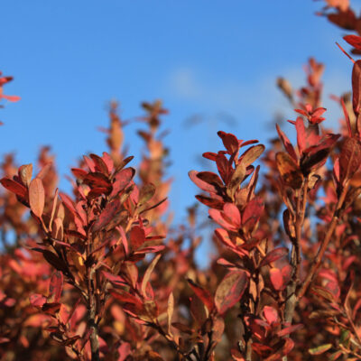 COPROSMA VARIOUS STANDARD 1OLT