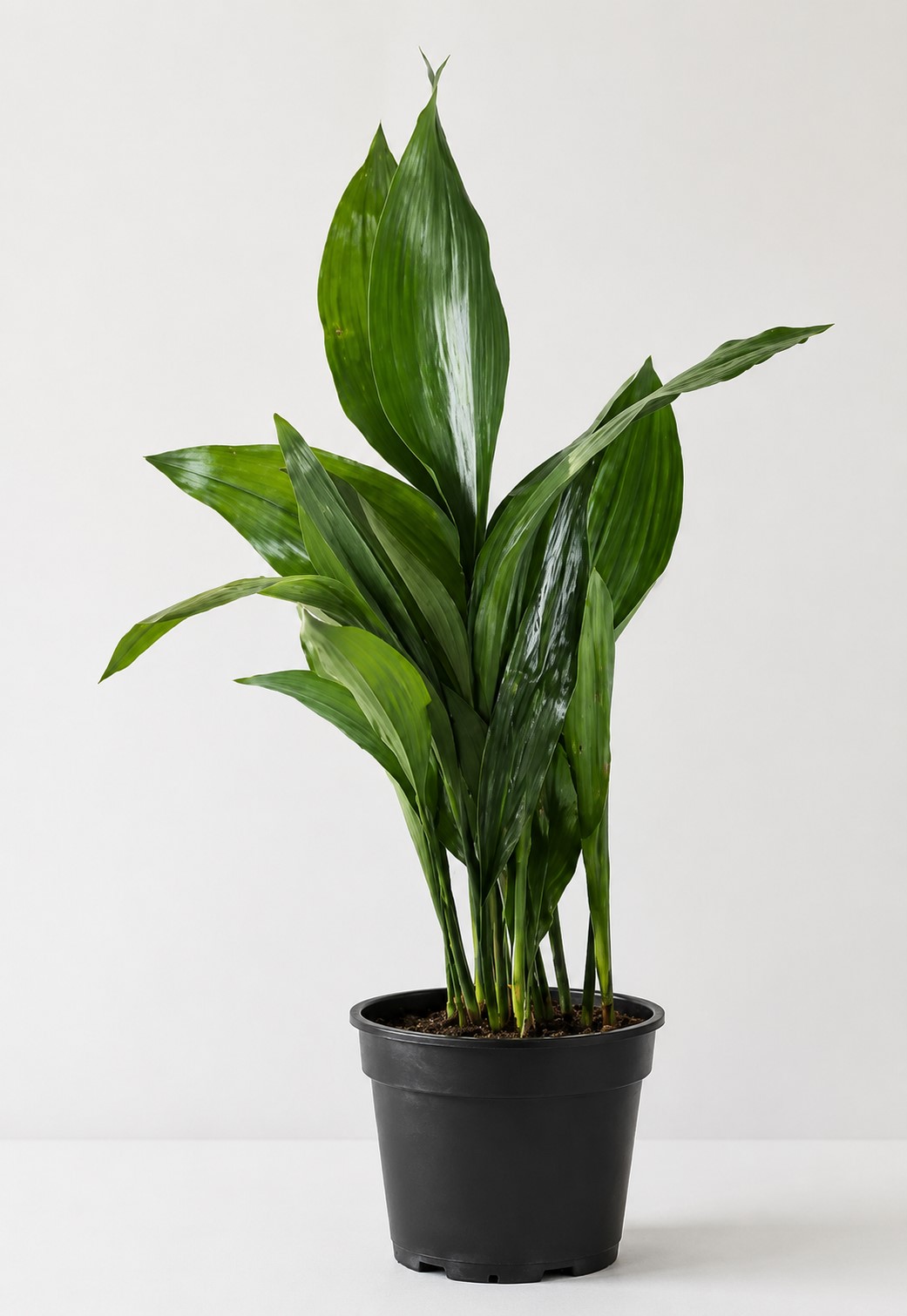 ASPIDISTRA ELIATOR 2.5LT