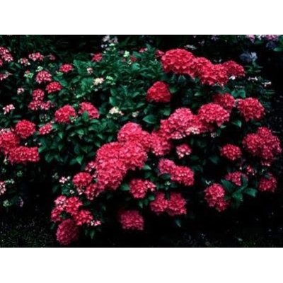 HYDRANGEA WINNING EDGE 2.5L
