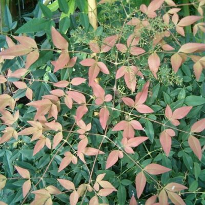 NANDINA DOMESTICA 2.5L