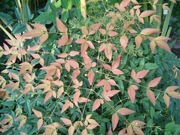 NANDINA DOMESTICA 2.5L
