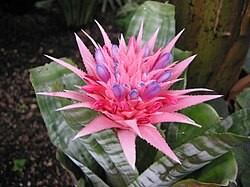 AECHMEA FASCIATA 19CM