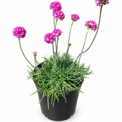 ARMERIA MINISTICKS VARIOUS 2.5L