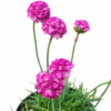 ARMERIA MINISTICKS VARIOUS 2.5L - Image 2