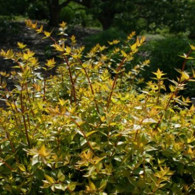 ABELIA FRANCIS MASON 2.5LT