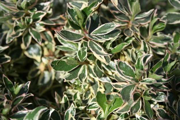 ABELIA GRANDIFLORA AUREA VARIEGATA 2.5LT