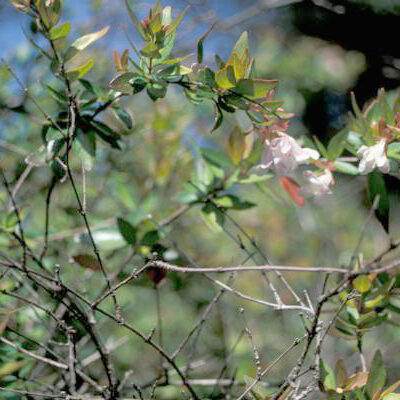 ABELIA GRANDIFLORA 2.5LT
