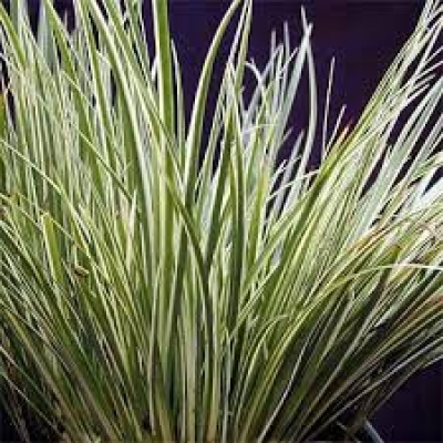 ACORUS GRAMINEUS VARIEGATA 2.5L