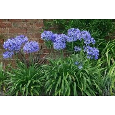 AGAPANTHUS NANA BLUE 2.5L