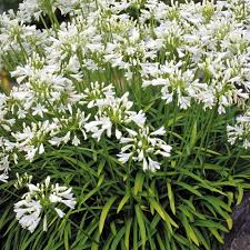AGAPANTHUS NANA WHITE 2.5L