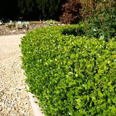 BUXUS FAULKNER 2.5LT