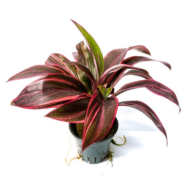 CORDYLINE FRUTICOSA RED EDGE 14CM