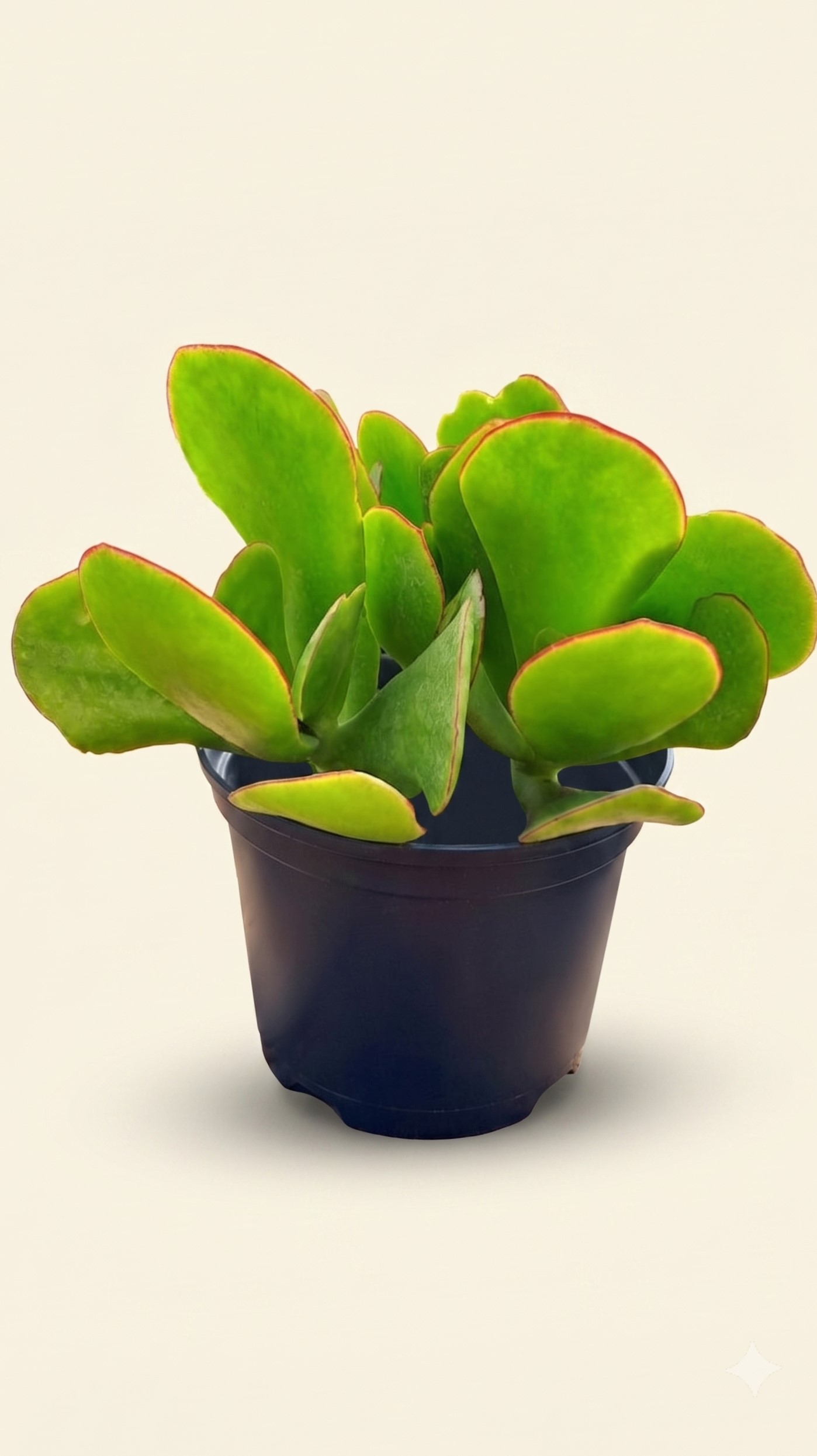 COTYLEDON ORBICULATA (GREEN PIGS EARS) 15CM POT