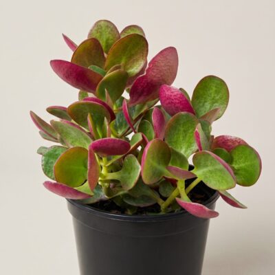 CRASSULA MULTICLAVA RED 15CM POT