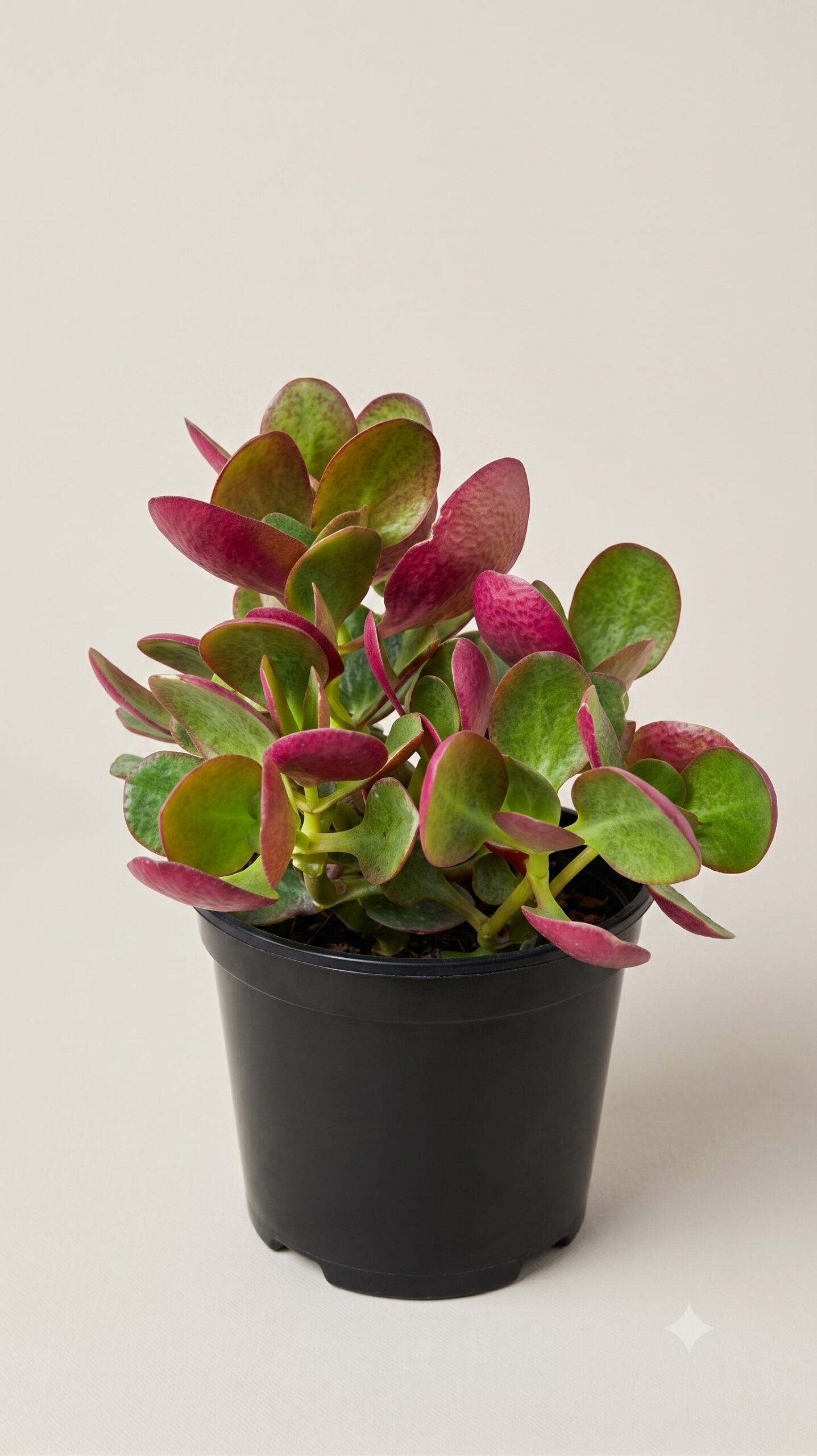 CRASSULA MULTICLAVA RED 15CM POT