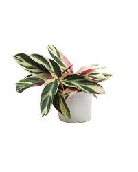 CTENANTHE OPPENHEIMIANA QUADRICOLOR 15CM