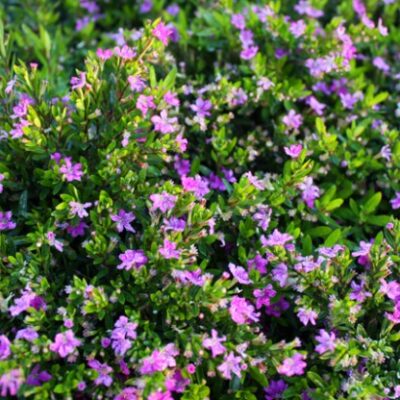 CUPHEA HYSSOPIFOLIA DARK MAUVE 15CM POT