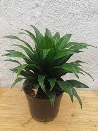DRACAENA COMPACTA 15CM