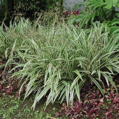 DIANELLA VARIEGATA 2.5LT