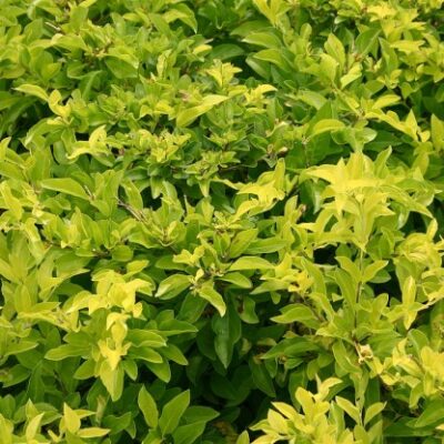 DURANTA SUNRISE 2.5L
