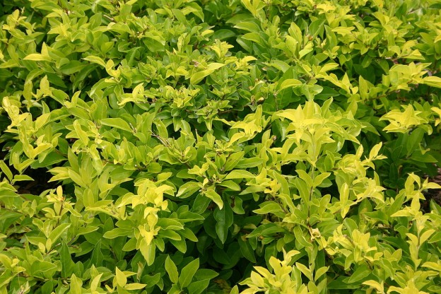 DURANTA SUNRISE 2.5L