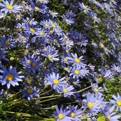 FELICIA AMELLOIDES BLUE 2.5L