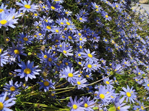 FELICIA AMELLOIDES BLUE 2.5L