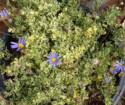 FELICIA AMELLOIDES VARIEGATA 2.5L