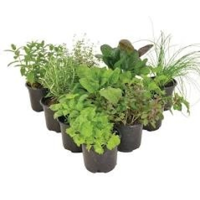 HERBS ASSORTED 2.5L