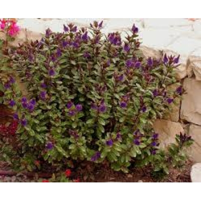 HEBE AMY 15CM POT