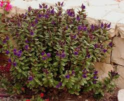 HEBE AMY 15CM POT