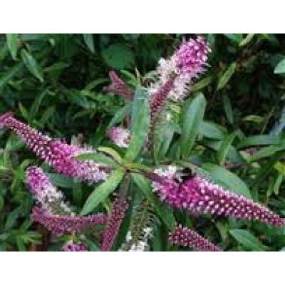 HEBE PINK PEARL 15CM POT
