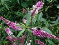 HEBE PINK PEARL 15CM POT
