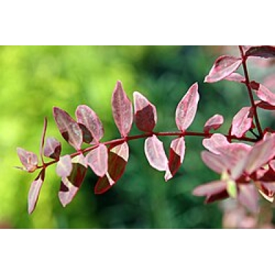 HYPERICUM MOSERIANUM TRICOLOUR 2.5L
