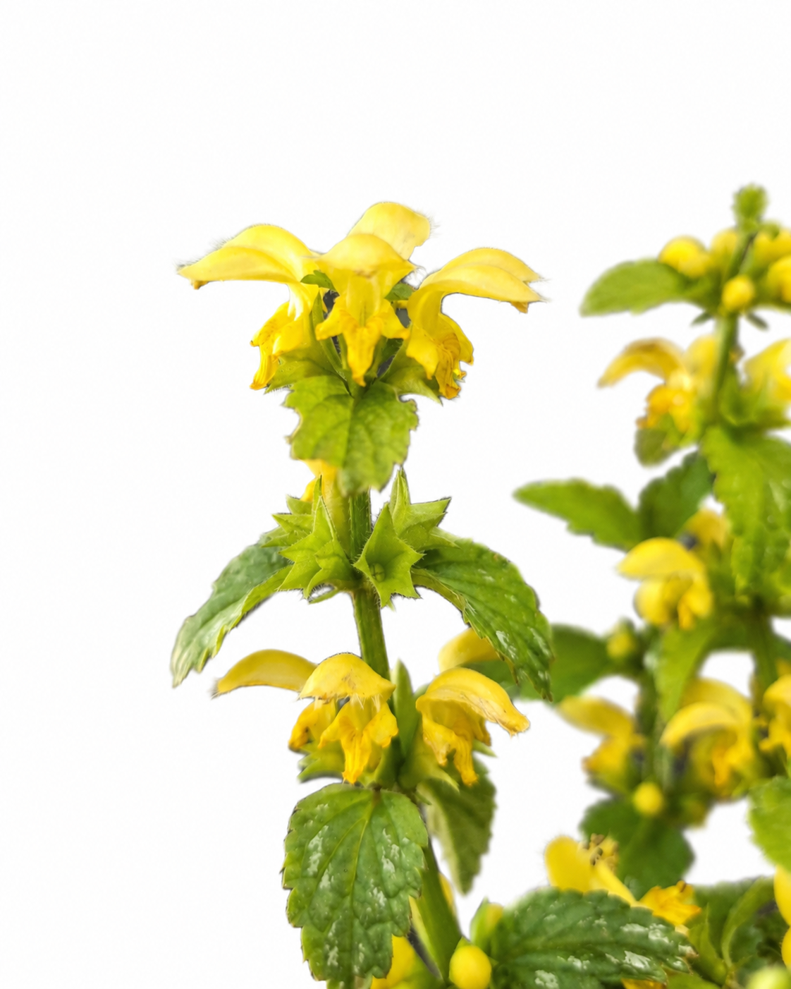 LAMIUM MACULATA 15CM POT - Image 2