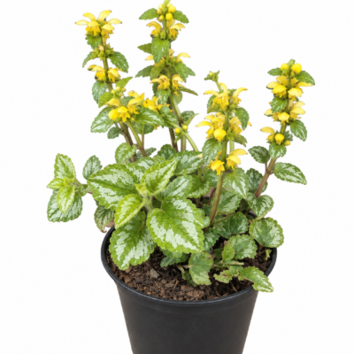 LAMIUM MACULATA 15CM POT