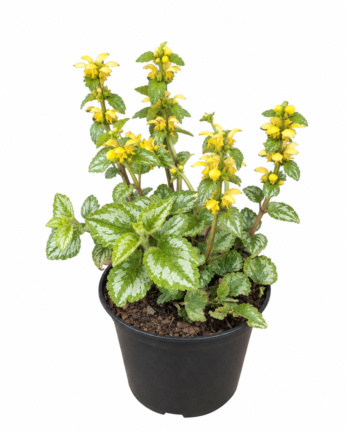 LAMIUM MACULATA 15CM POT