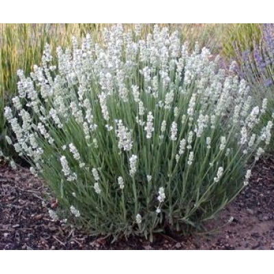 LAVANDULA WHITE 15CM POT
