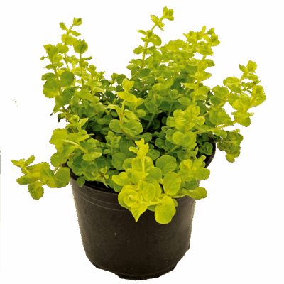 LYSIMACHIA NUMMULARIA AUREA 15CM POT
