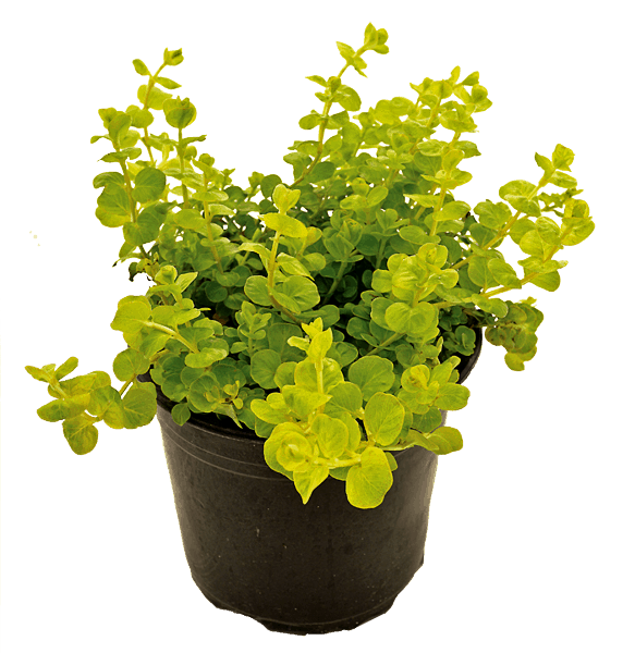 LYSIMACHIA NUMMULARIA AUREA 15CM POT