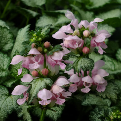 LAMIUM PINK PEARL 15M POT