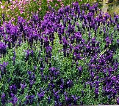 LAVANDULA STOECHAS 15CM POT