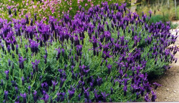 LAVANDULA STOECHAS 15CM POT