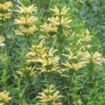 LEONOTIS WHITE LION 2.5L