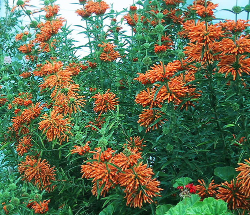 LEONOTIS LEONORUS ORANGE 2.5L