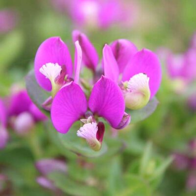 POLYGALA FRUITICOSA PETITE 2.5L