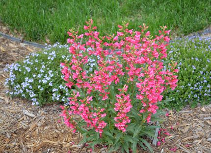 PENSTEMON VARIOUS 2.5L